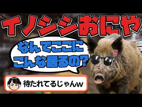 【悲報】猪おにや、待ち伏せされぐちゃぐちゃにされる『2022/4/24』 【o-228おにや 切り抜き ApexLegends 結論構成】