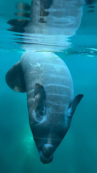 When a baby manatee does a dance during our clear laying tour 😍 #