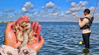 Sight Casting with Dead Shrimp!