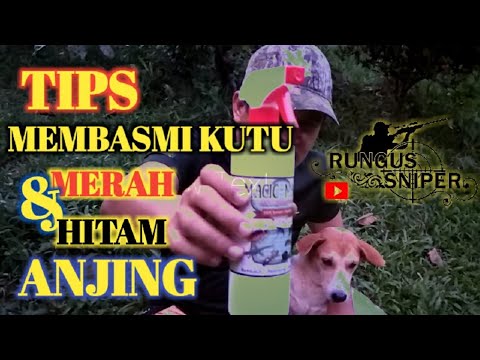 Video: Bulan Kesedaran Pencegahan Racun Binatang: 10 Petua Pencegahan Racun Teratas Untuk Anjing