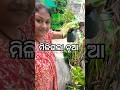 ମିଳିଗଲା ନୂଆ // How To Grow Bougainville From Cutting 😱#𒆜foryou @namitaskitchengarden9693