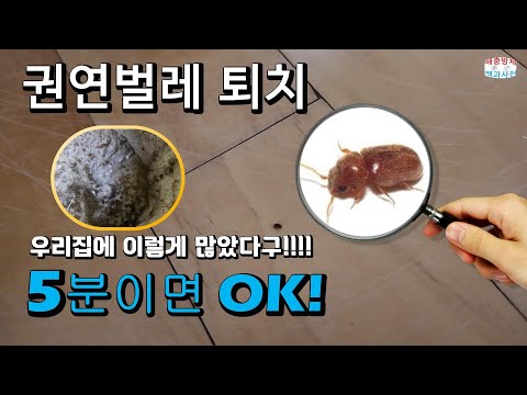 권연벌레 서식지를 찾아 퇴치하는 방법