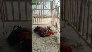 Merileksasikan Otot Otot Ayam Di Dalam Kandang