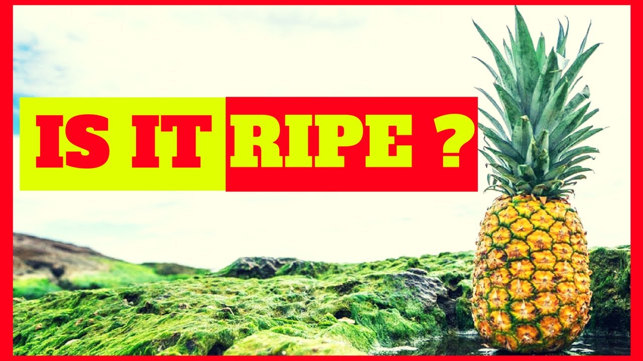 What Color Are Ripe How to tell Pinapple is ripe! Shape and color test - YouTube