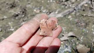 Relic Rhonda finds a KTTM (Killer to the MAX) Fantastic Arrow head finds in the Missouri Ozarks