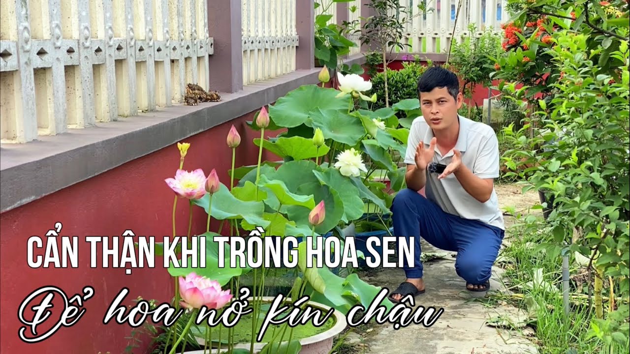 Hãy cẩn thận khi trồng Hoa Sen nếu muốn hoa nở kín chậu