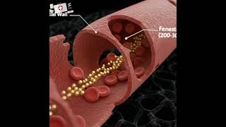Tumor tissue blood vessels with nano particles #education #quiz #neet #medical #biology #mbbs