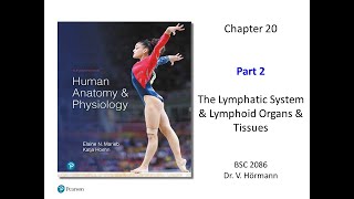 (FAU BSC 2086) Chapter 20 The Lymphatic System Part 2