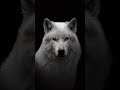 #podcast 🐺 Relations loup/humain/chien - Le Klan du Loup