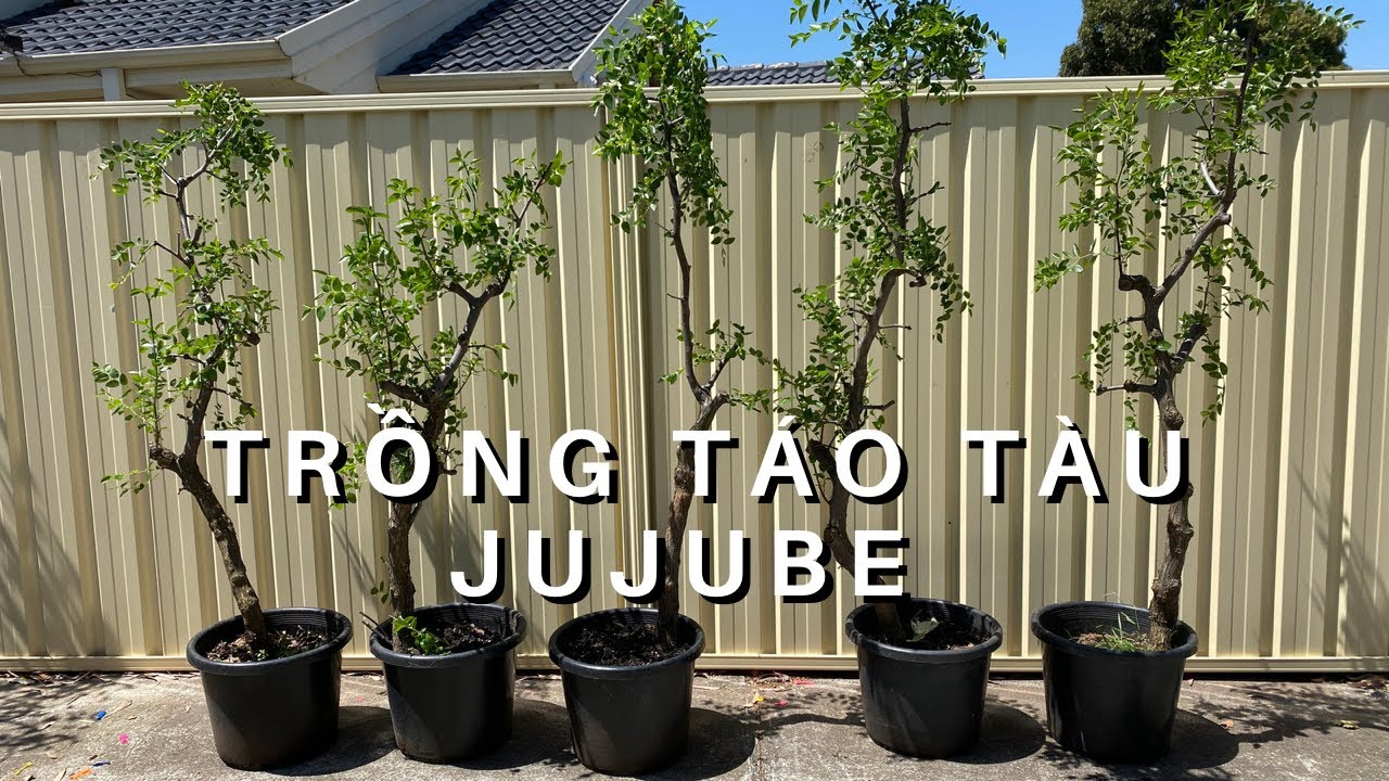Cách Trồng Táo Tàu Jujube Toan Trinh