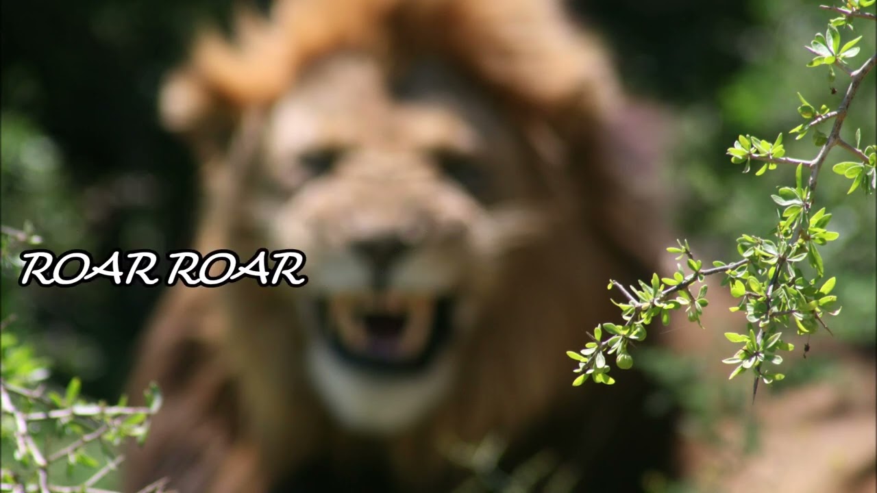 Bold as a Lion | Scripture Song
