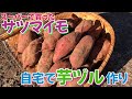 さつまいも栽培　スーパーで買った芋の芽出しから収穫まで　2024年