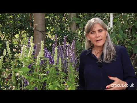 Video: Lær om å dyrke Agastache i hagen