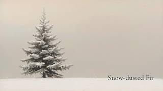 Snow Dusted Fir - 4K Minimalist Tree Art | 2 Hrs Ambient Display