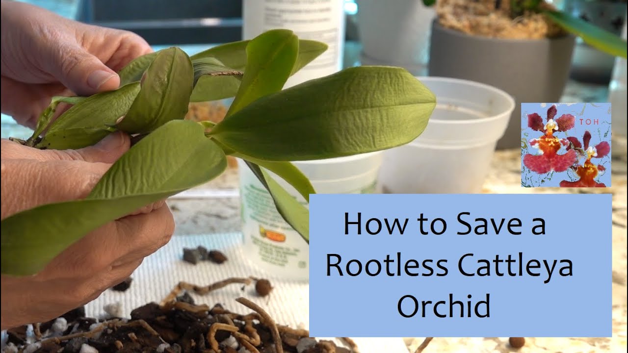 How to Save a Rootless Cattleya Orchid (Hopefully) | Sphag N Bag Rescue Method | Moss and Moisture
