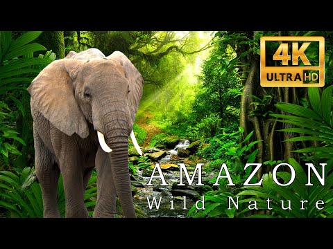 Amazon The World’s Largest Tropical Rainforest Jungle Sounds Scenic Relaxation