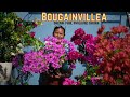 How to get more flowers in bougainvillea  i bougainvillea flowering tips by pabitra garden