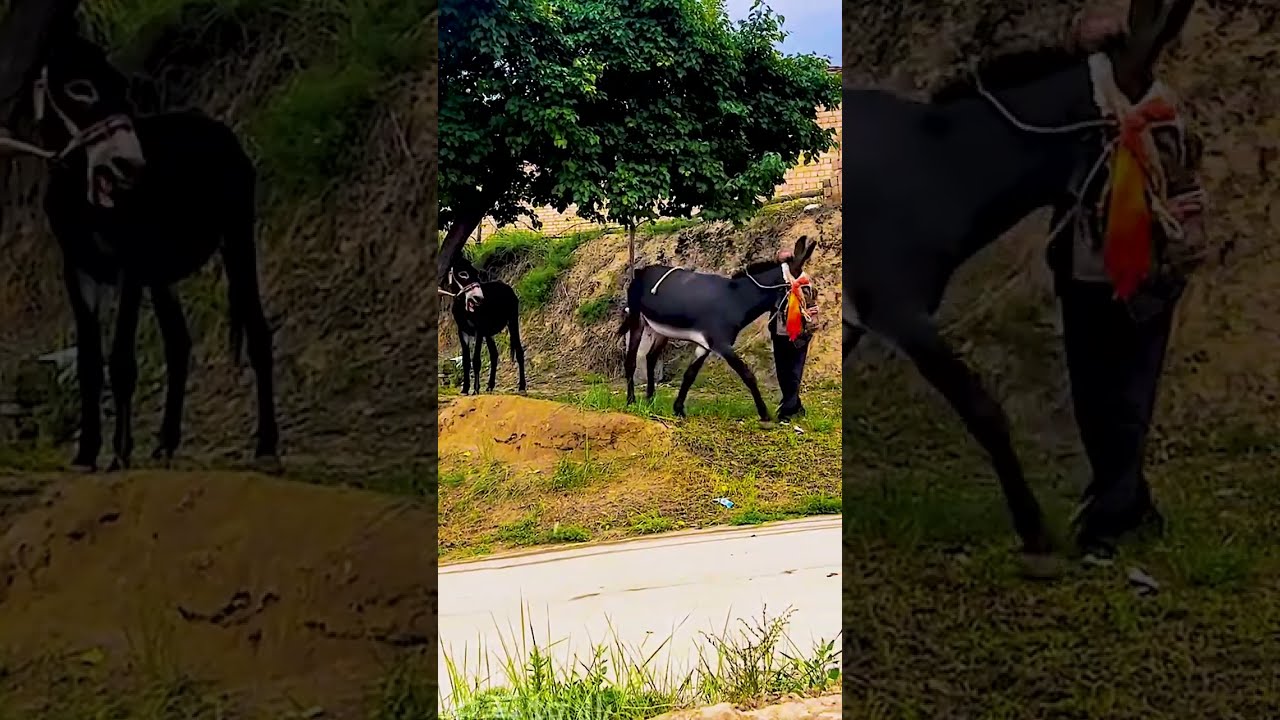 Donkeys Live Among And Horses 88