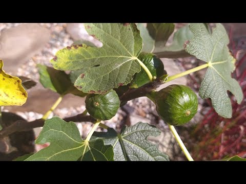 Video: Ako pestovať ficus carica?
