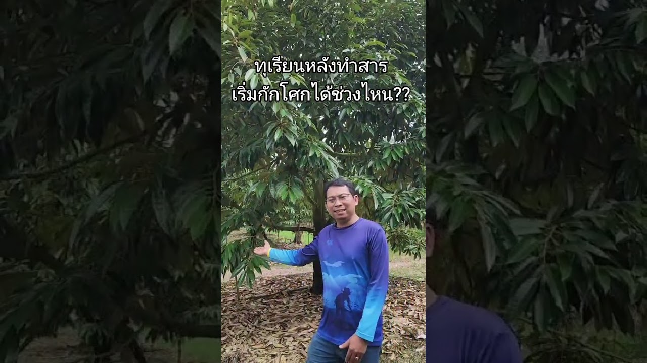 ทุเรียนหลังทำสารจะกักน้ำได้ช่วงไหน??| มาโนชโค้ชทุเรียน