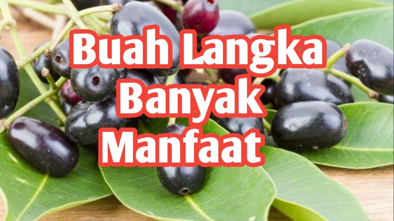 KHASIAT BUAH  JAMBLANG ATAU DUWET  MACAM KHASIAT YouTube