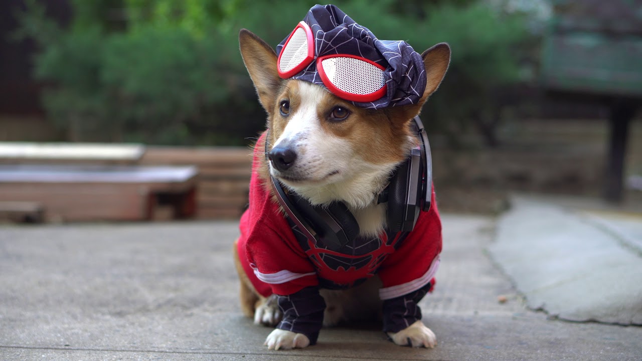 Corgi is Miles Corgales Ultimate Spider-Man Cosplay (Spider-Man Into the  Spider-verse Corgi Cosplay) - YouTube