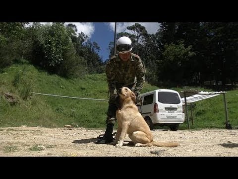 Video: ¿Cómo se usan los perros sabuesos para encontrar personas desaparecidas?
