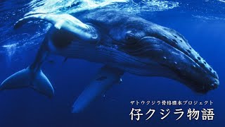 ザトウクジラ骨格標本プロジェクト ドキュメント 仔クジラ物語 Youtube
