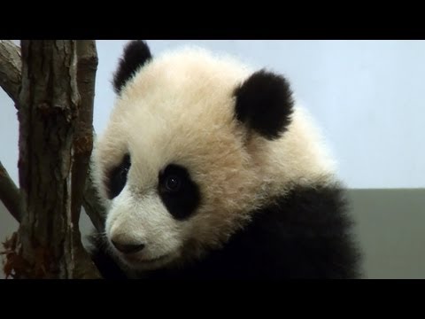 Panda baby  赤ちゃん パンダ 優浜 木登り 　2013年1月26日