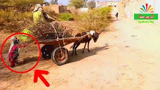 Pakistani Punjab Village Life style Green Pakistan saraiki log | Douna Munda