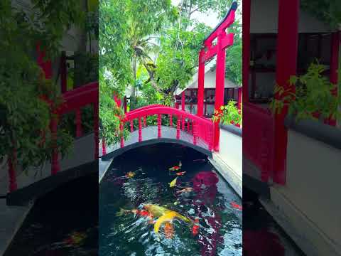 หน้าฝนมาแล้ว นักเลี้ยงปลาต้องระวัง #koi #koifish #thaicarp