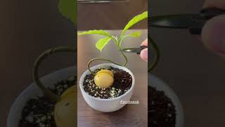 How to Grow an Avocado Bonsai from an Avocado Plant Seed