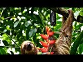 The Hidden World of the Amazon Rainforest | 4K Wildlife Documentary | Real Nature Sounds