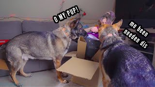 German Shepherd Day in the Life VLOG | Snow + Mail Time! by That Enzo and Lotus 1,216 views 2 months ago 13 minutes, 36 seconds