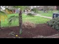 Trees Ideas With Palm Landscaping