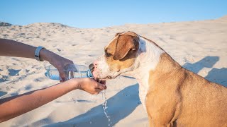 How to Train Your Portuguese Water Dog for Protection