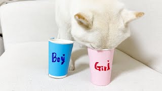 gender reveal party with shiba dog family