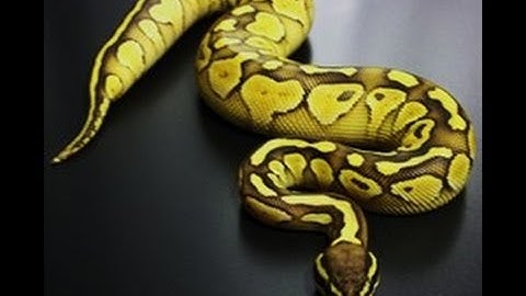 Ball Python Collection Update