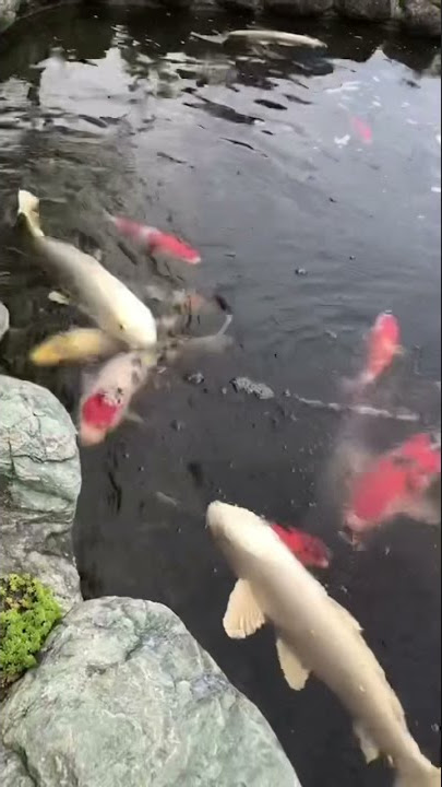 Nishikigoi (Colored carp) #shorts