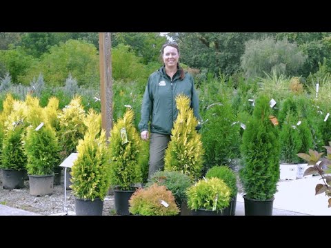 Video: Arborvitae-struiken en -bomen - Gemeenschappelijke variëteiten van Arborvitae om te groeien