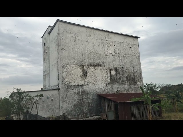 Rahasia di balik kesuksesan agar walet bisa bertahan dan berkembang biak dalam gedung. class=