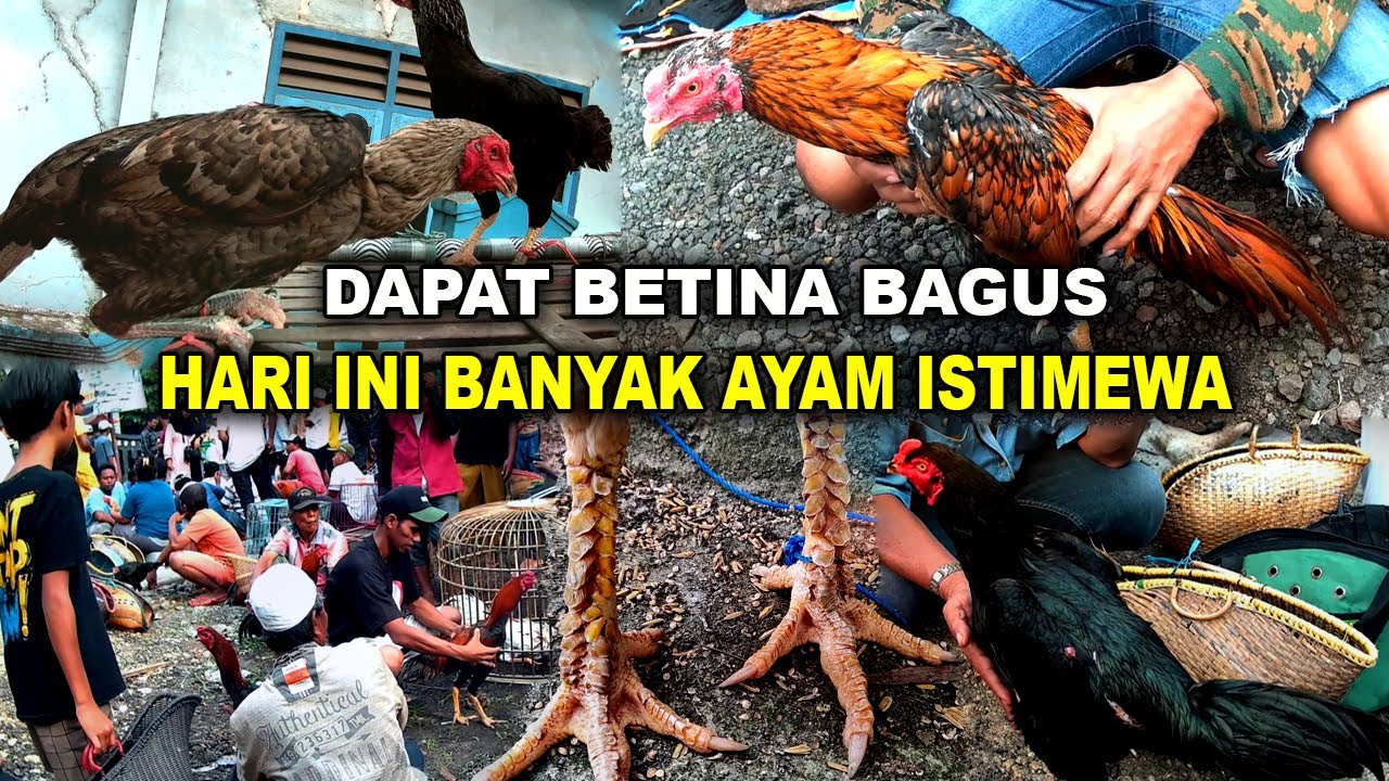 Review Harga Ayam Bangkok Terbaru | Dapat Ayam Betina Bagus Murah Super Istimewa