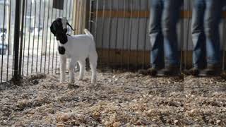 Willoughby Online Sales_TCF Boer Goats_Wether_303