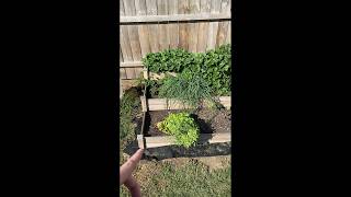 Affordable Best Choice Products 3-Tier Fir Wood Raised Garden Bed Planter Kit for Plants, Herbs, Veg