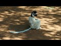 Dancing sifaka