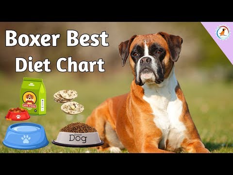 Pug Dog Food Chart In Hindi