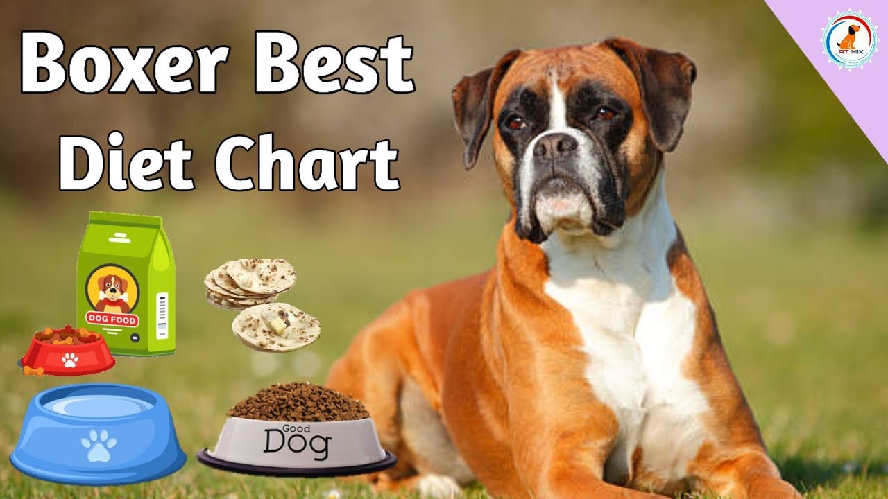 Boxer Dog Diet Plan In Hindi Boxer Diet Chart Best Diet Plan 
