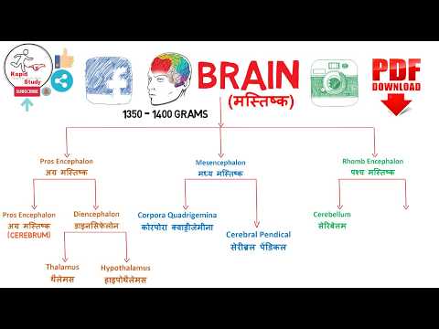 human brain parts and work, मानव मस्तिष्क के भाग और कार्य