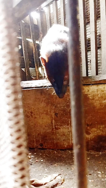 hewan garangan ku lucu 😁#hewangarangan #lasun #lenggaran #moongose