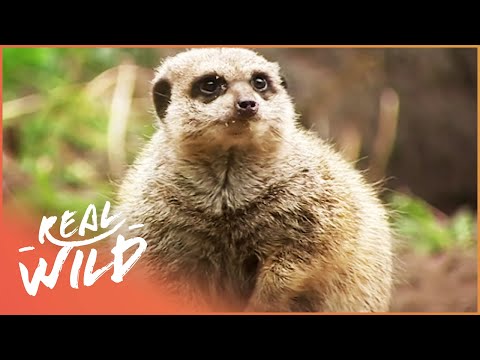 Hungry Meerkat Family Argue Over Food | Zoo Days EP11 | Real Wild